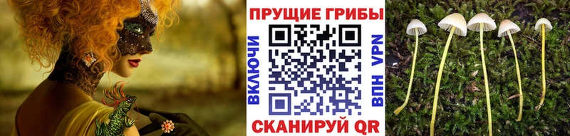 купить наркоту  Тула  KRAKEN ТОР  Галлюциногенные грибы прущие грибы 
